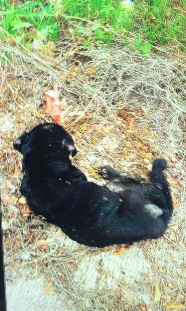 black dog laying on the ground