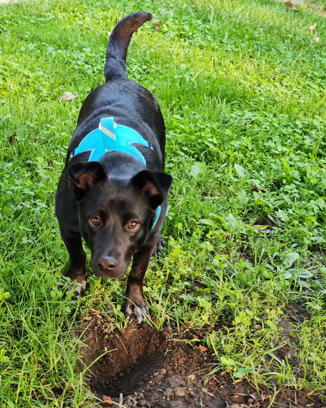 black dog walking