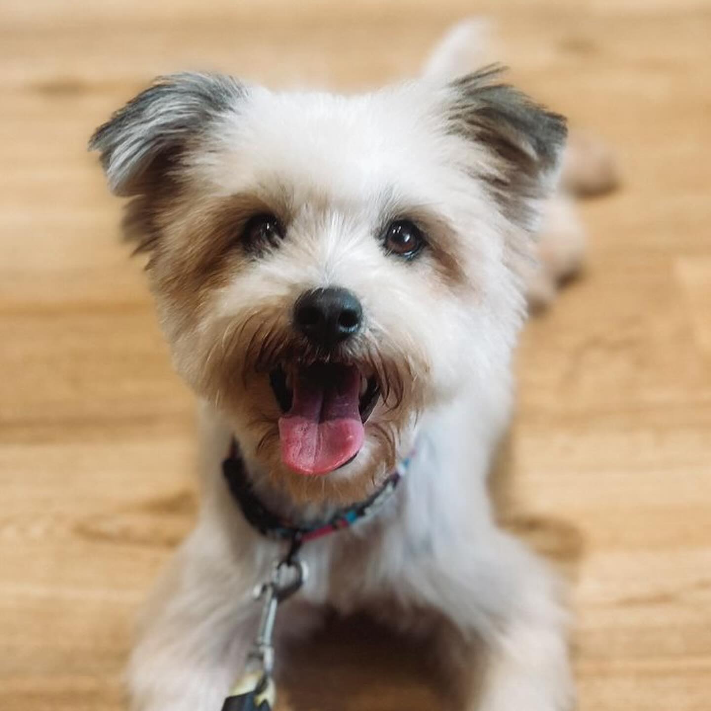 close view of adorable dog
