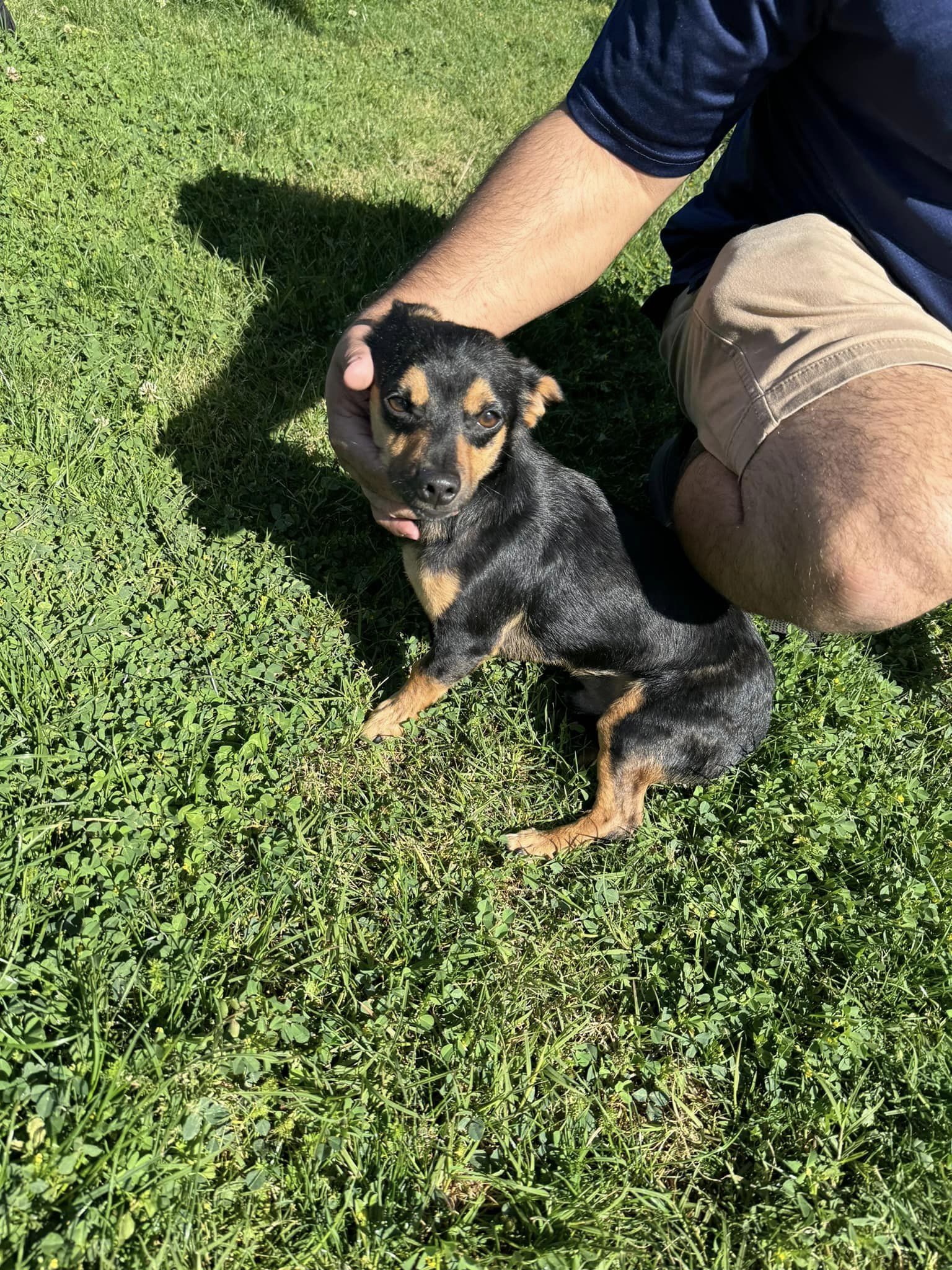 cropped photo of dog sitting on grass next to a man