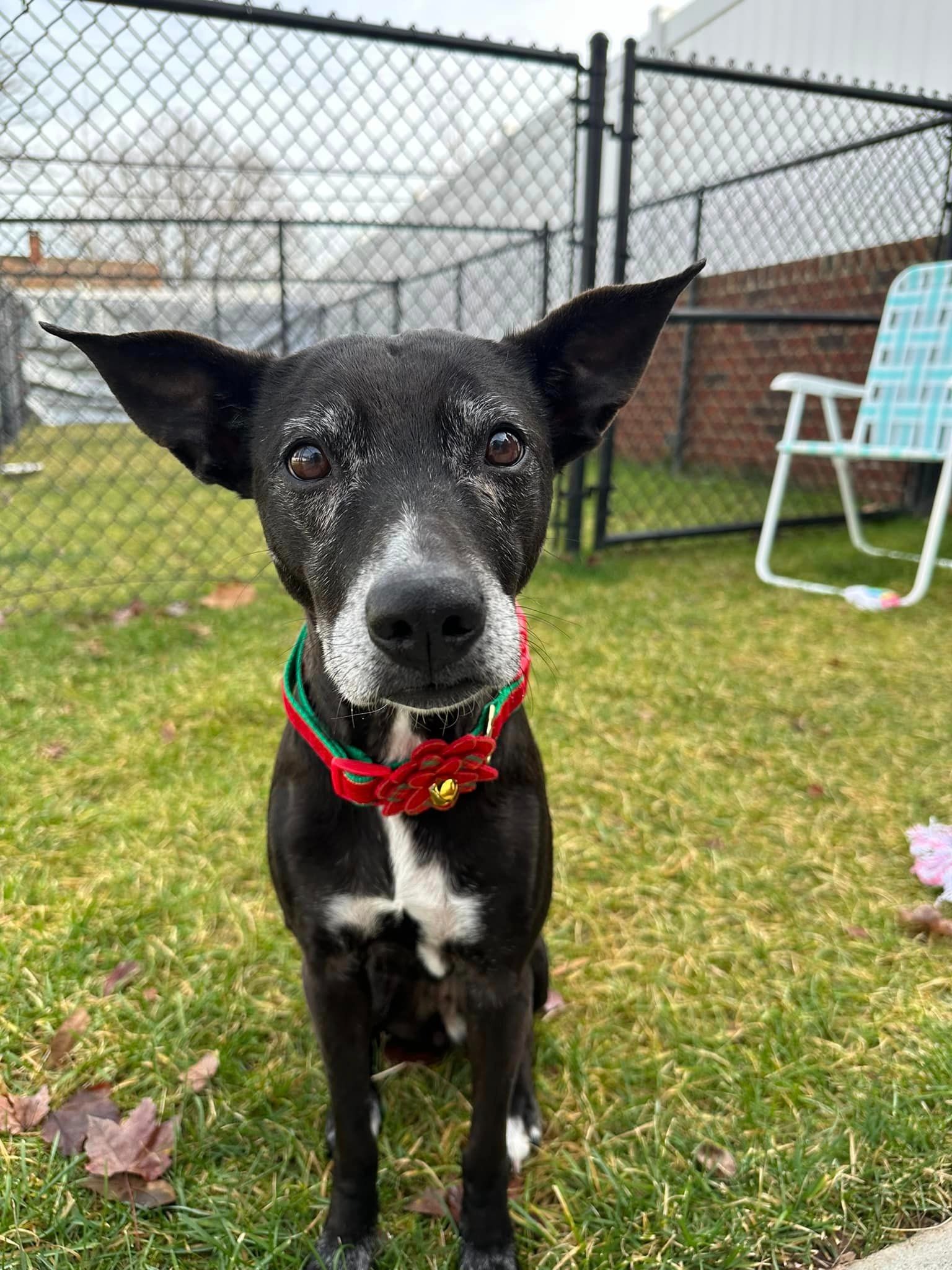 cute black dog