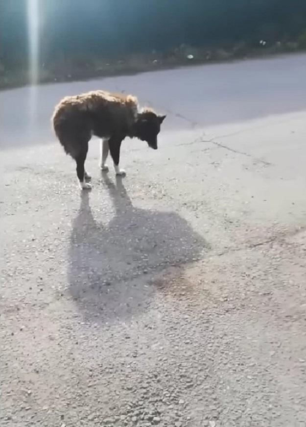 dog dumped on the road