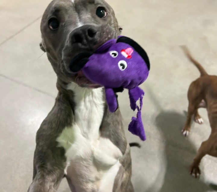dog holding a toy in mouth