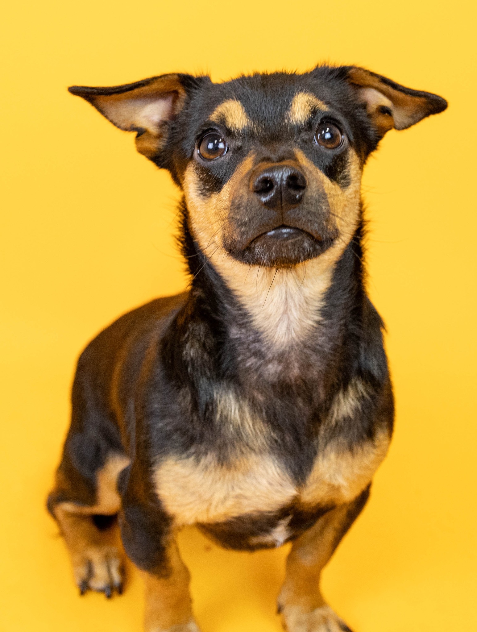 dog posing with yellow background