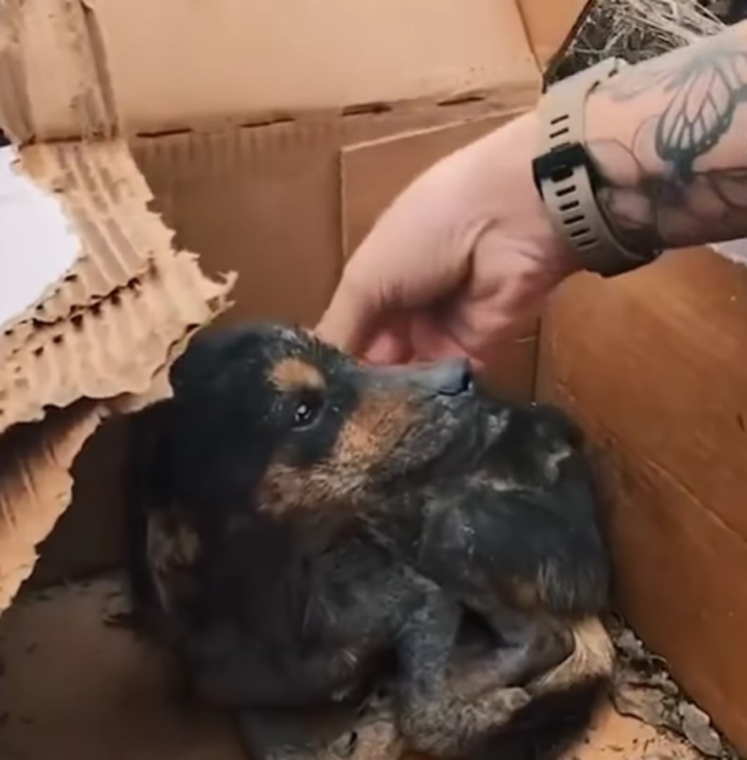 hand petting the abandoned dog