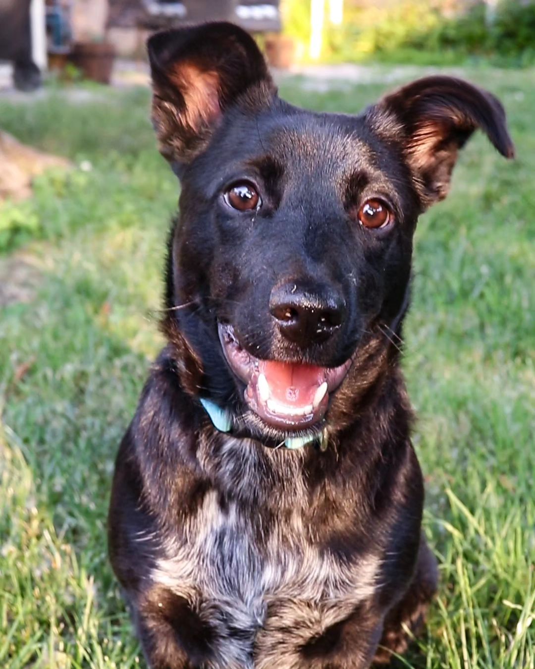 happy black dog