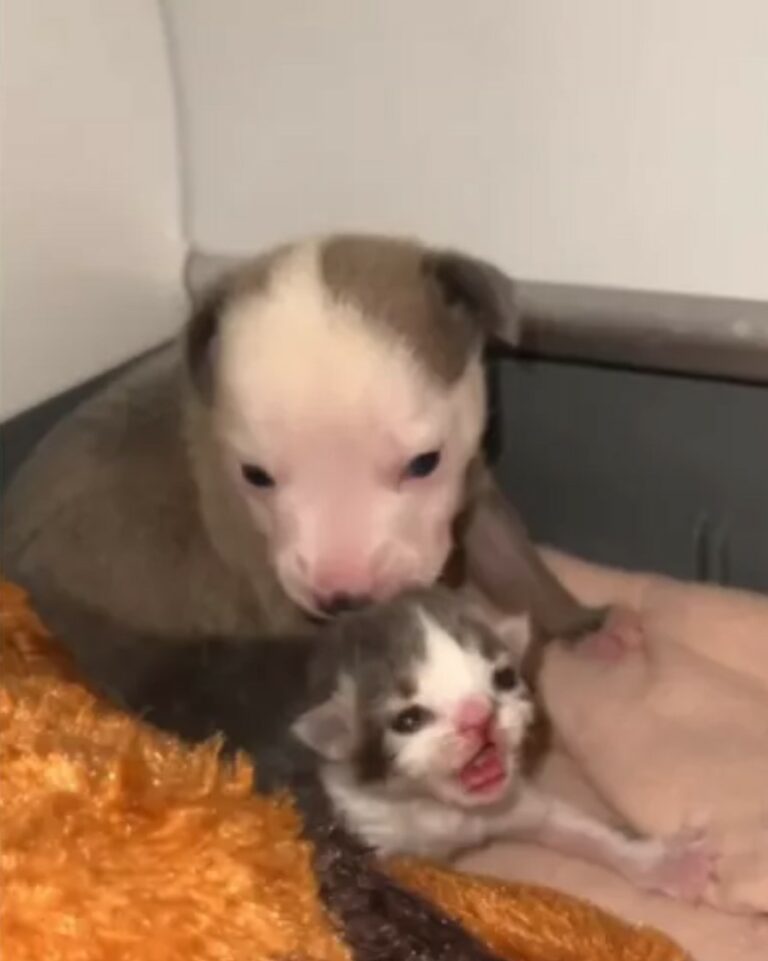 A Puppy And A Kitten Who Were Rejected By Their Mothers The Most