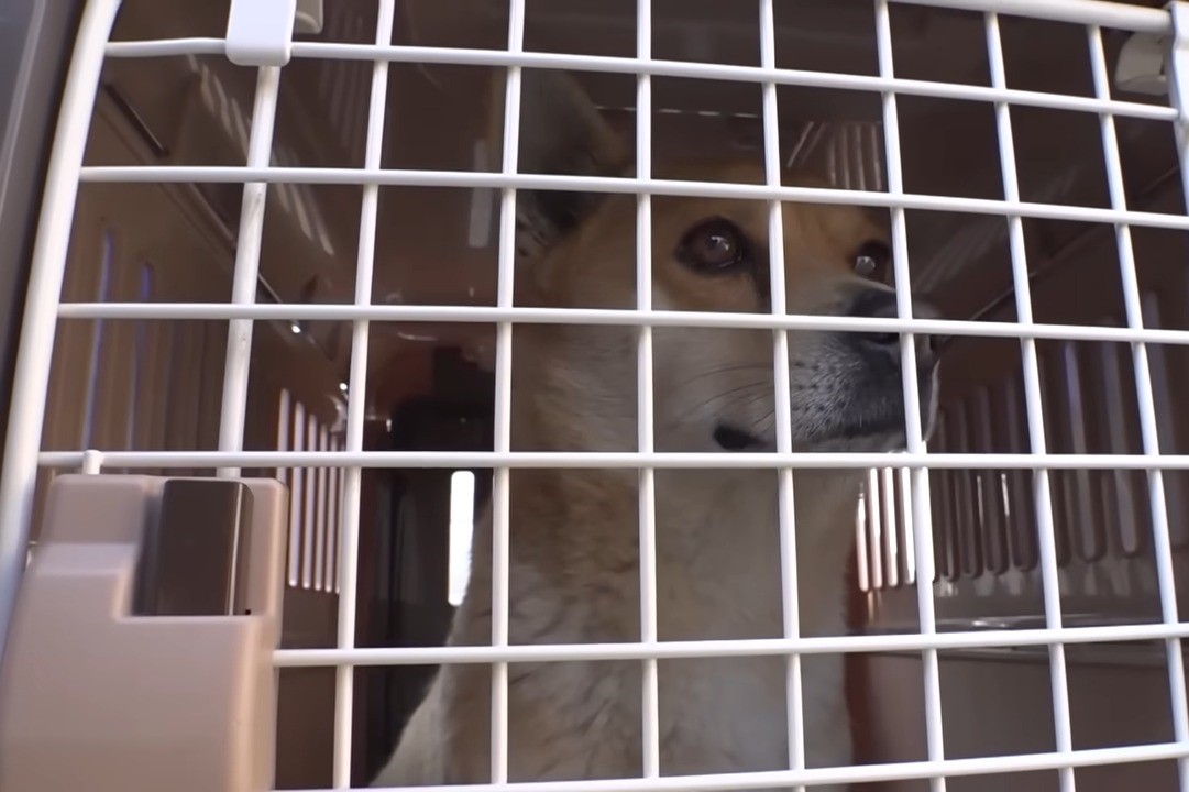 photo of dog in a kennel