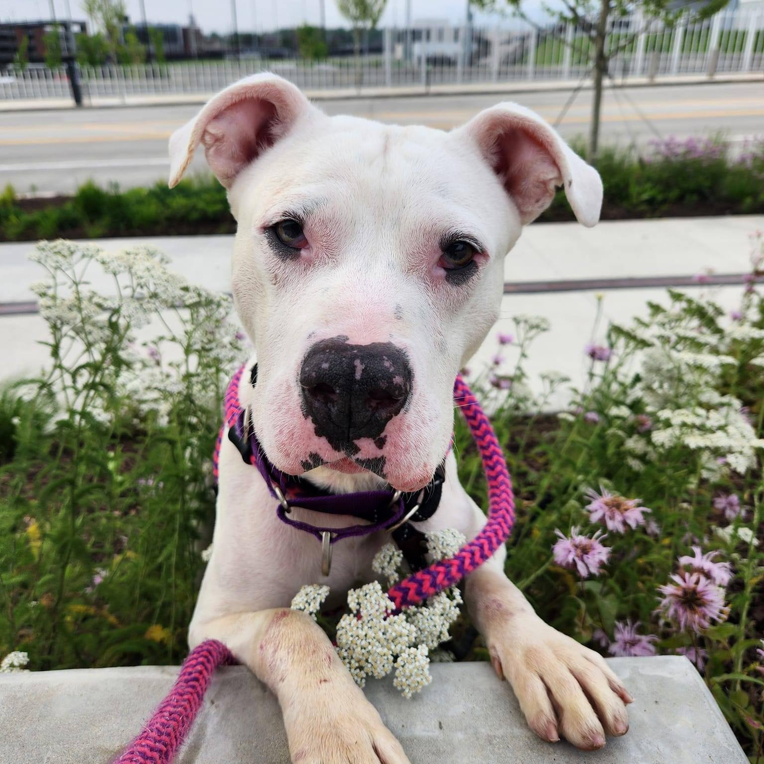 photo of rescued dog in grass