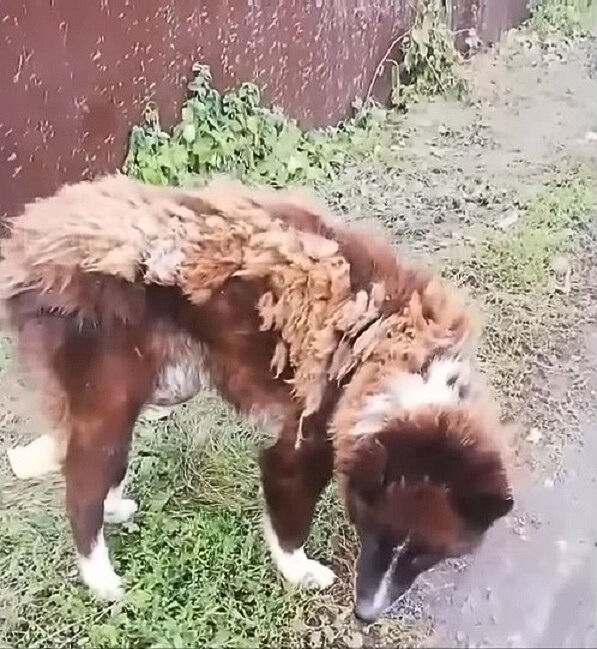 poor dog standing outdoor
