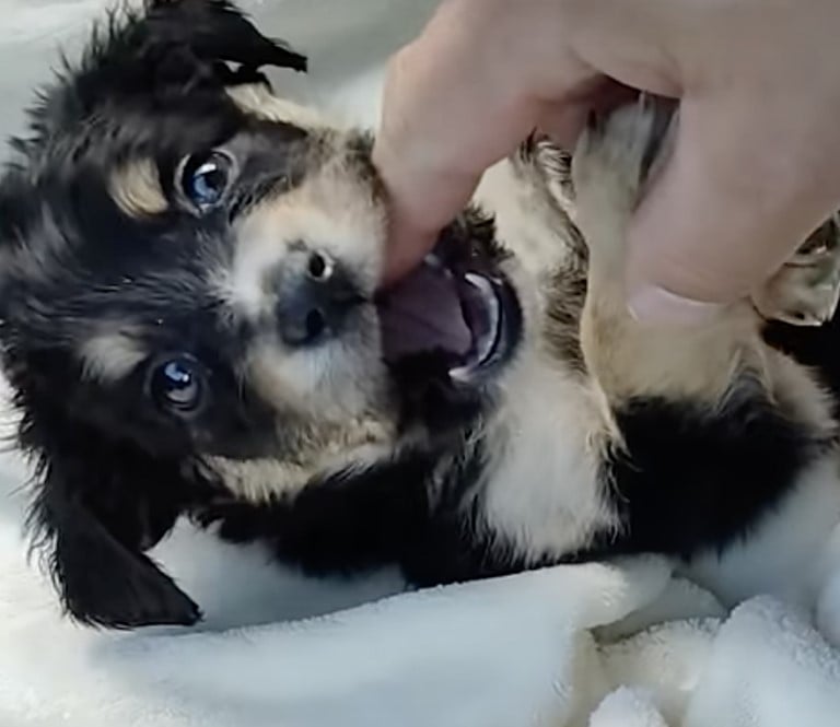 puppy biting finger