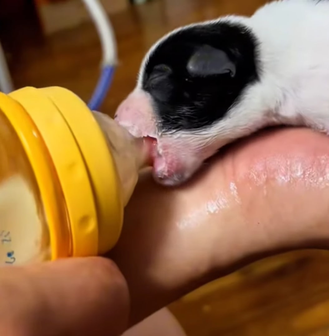 puppy bottle fed