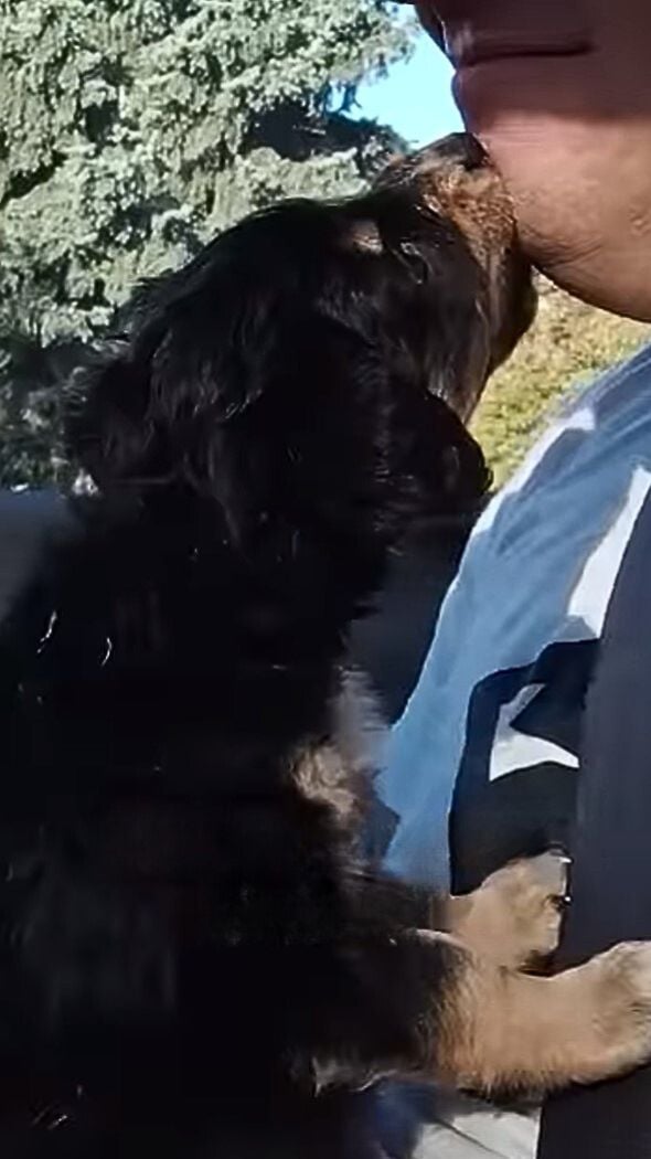 puppy licking mans beard