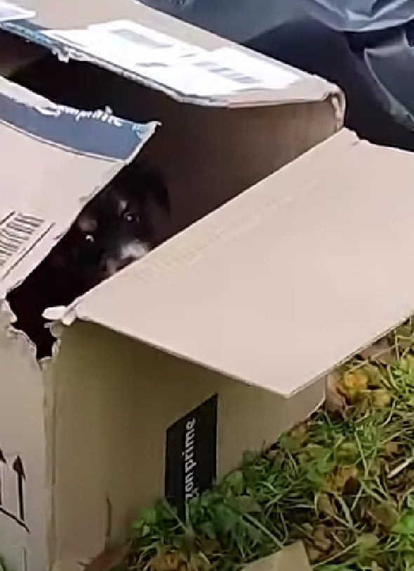 puppy peeking from cardbox