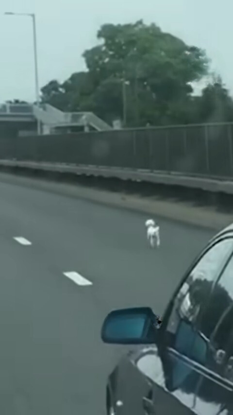 puppy walking on the road in front of the car