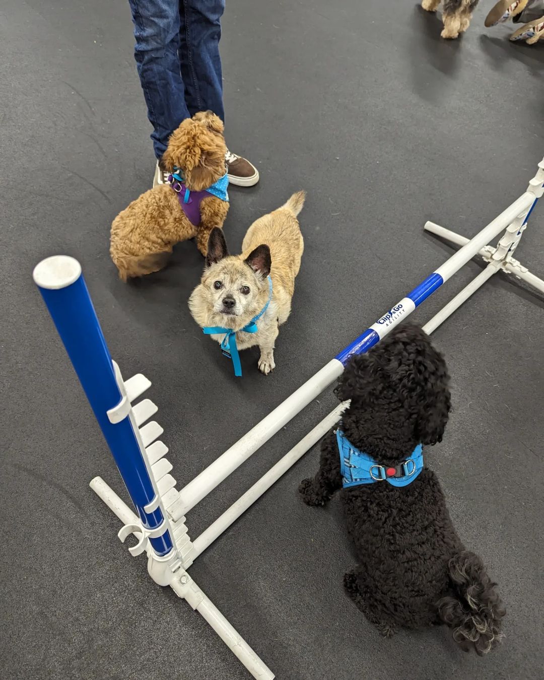 three dogs next to a jumping bar