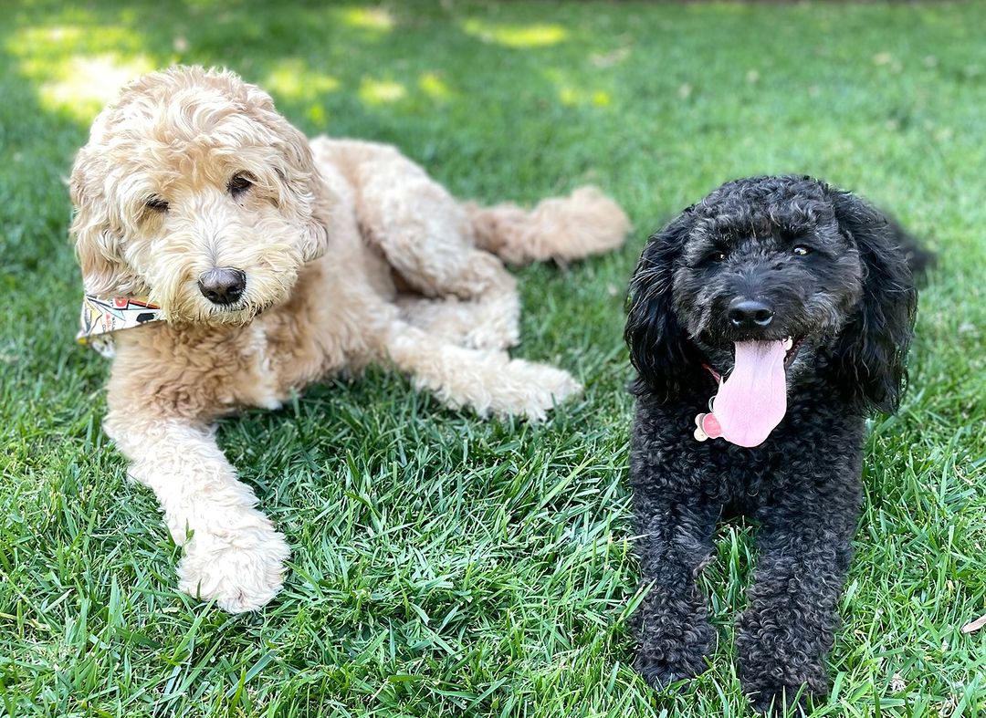 two dogs laying on the ground