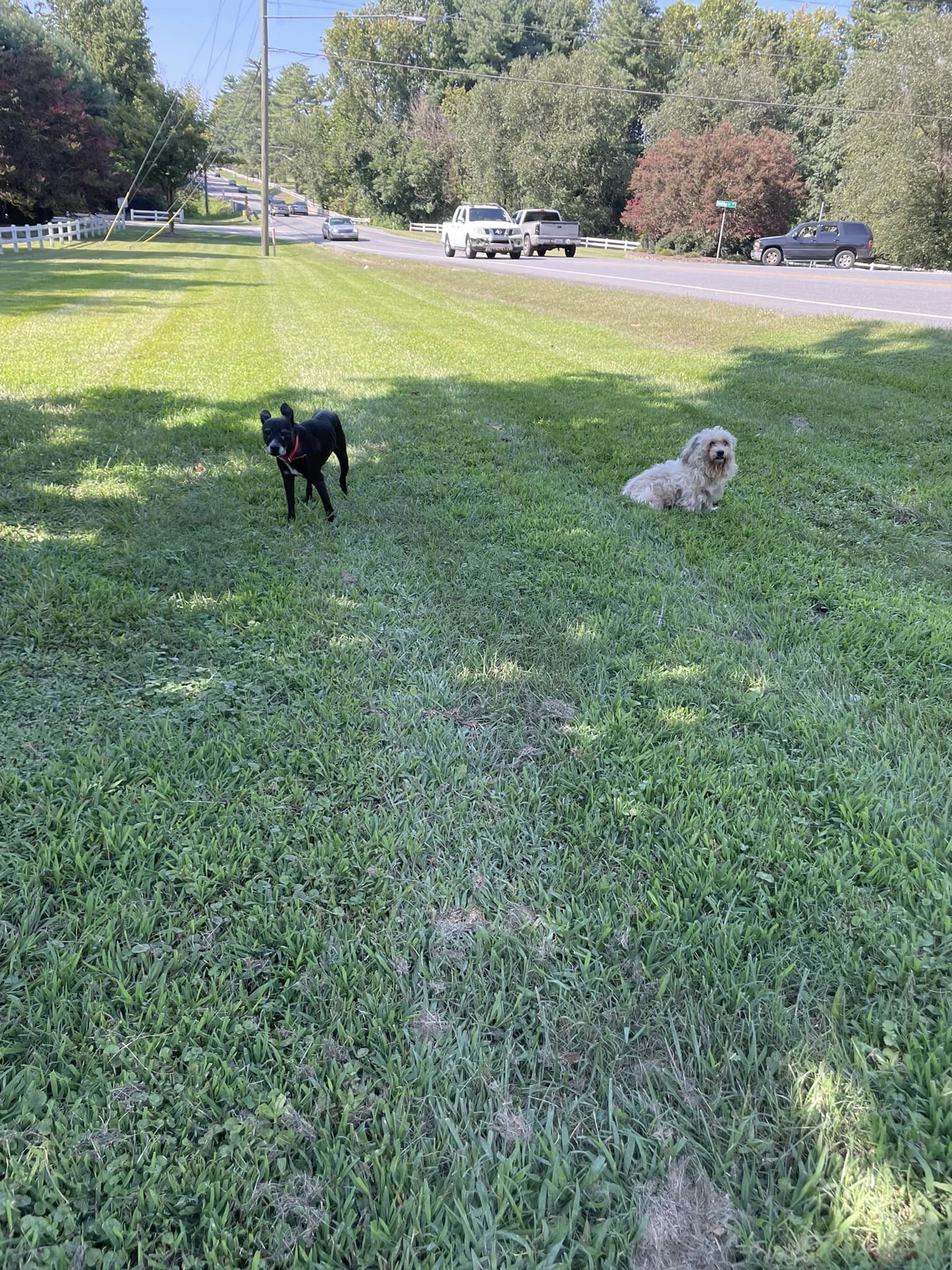 two dogs on a lawn