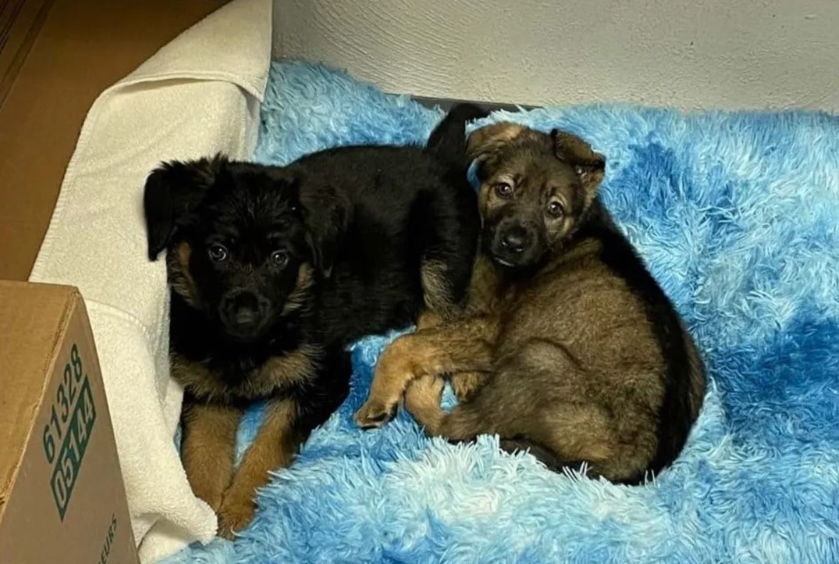 two german shepherd puppies on blue blanket