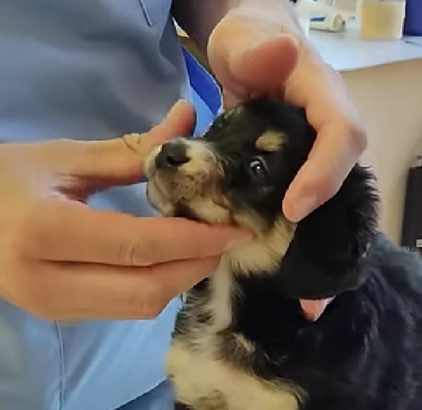 veterinarian checking puppy