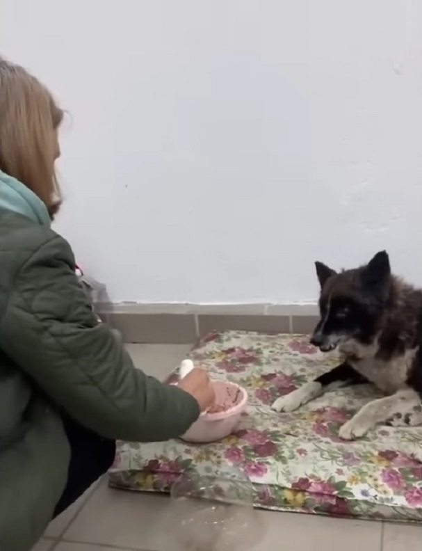 woman helping dog