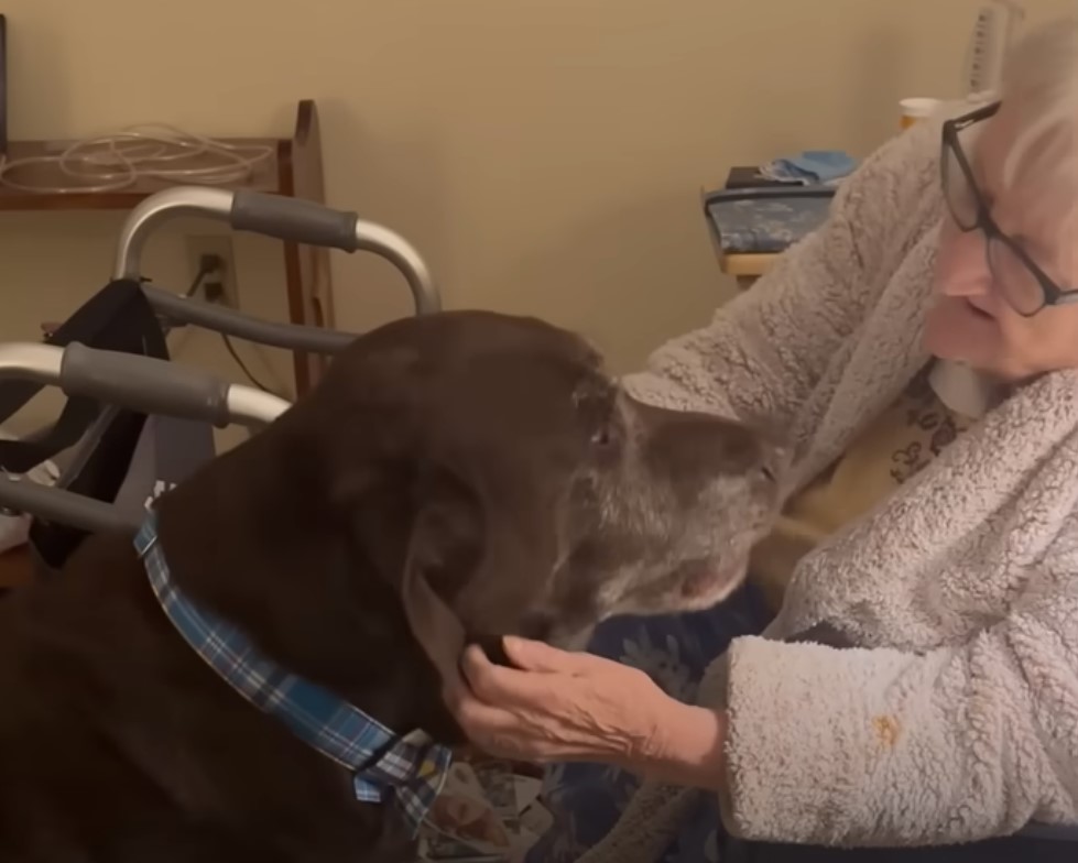 woman petting the dog