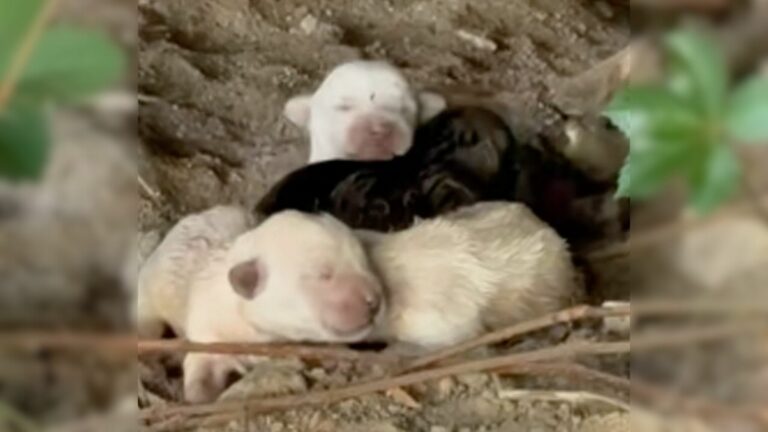 puppies hugging motionless mom