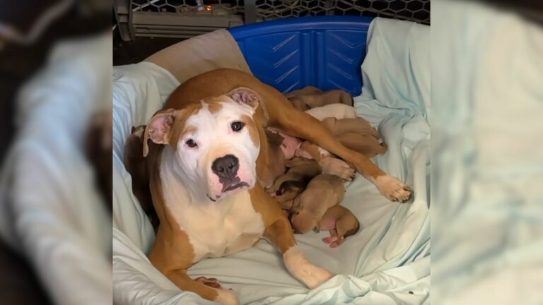 pregnant dog