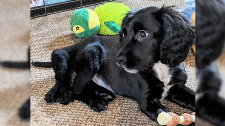 six legged puppy