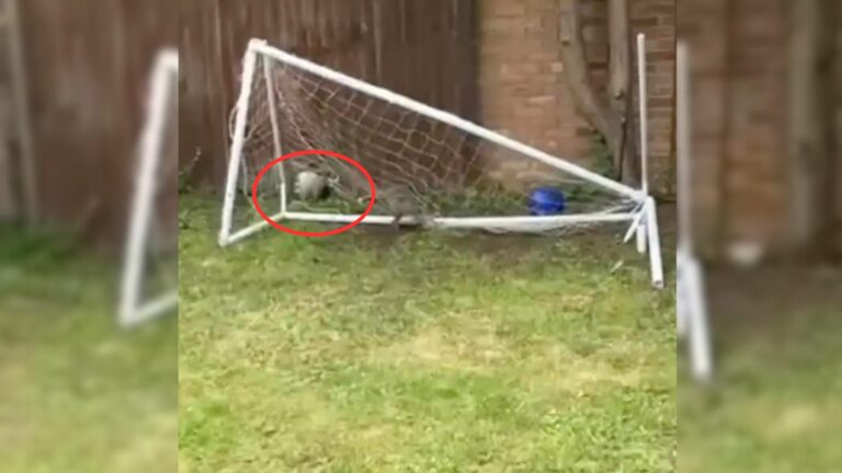 cub entangled in soccer net