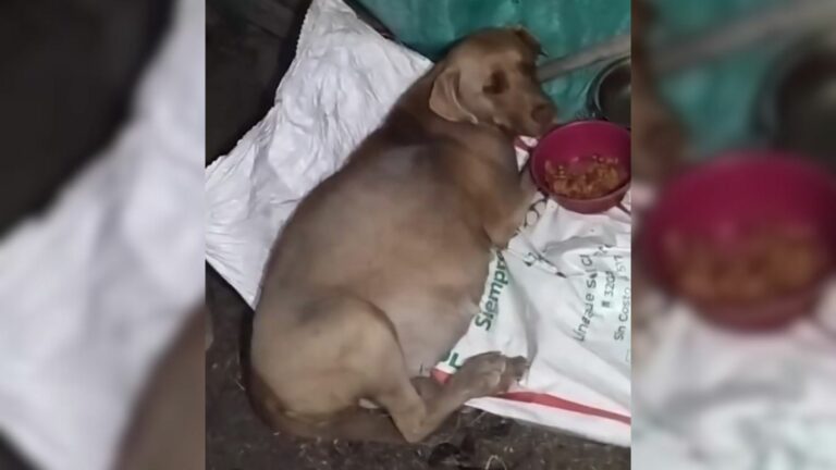 heavily pregnant dog
