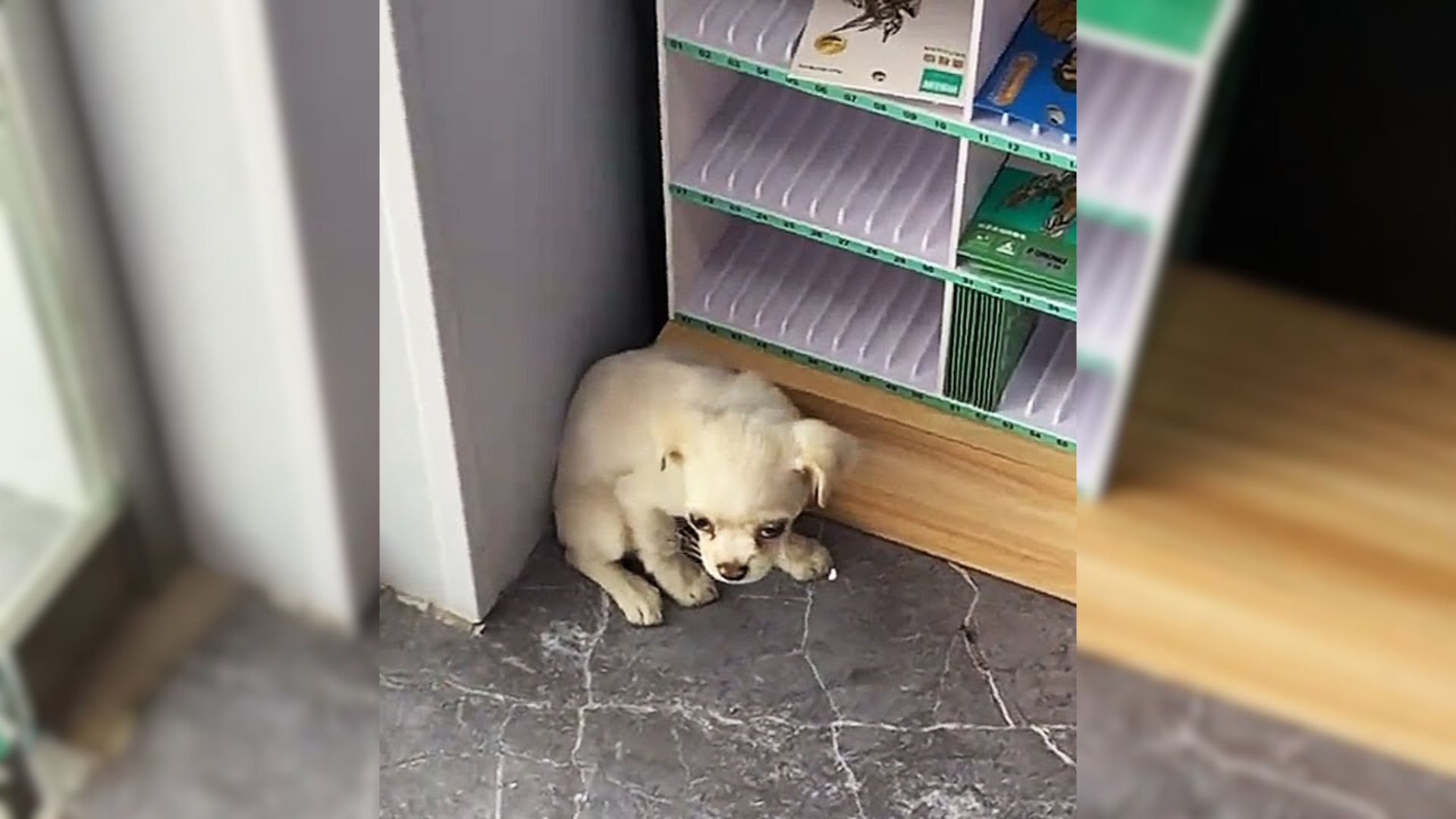 white puppy sitting in the corner