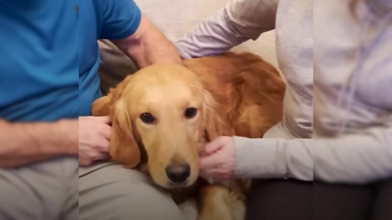 golden retriever finds true love