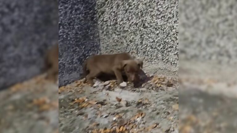 scared abandoned puppy