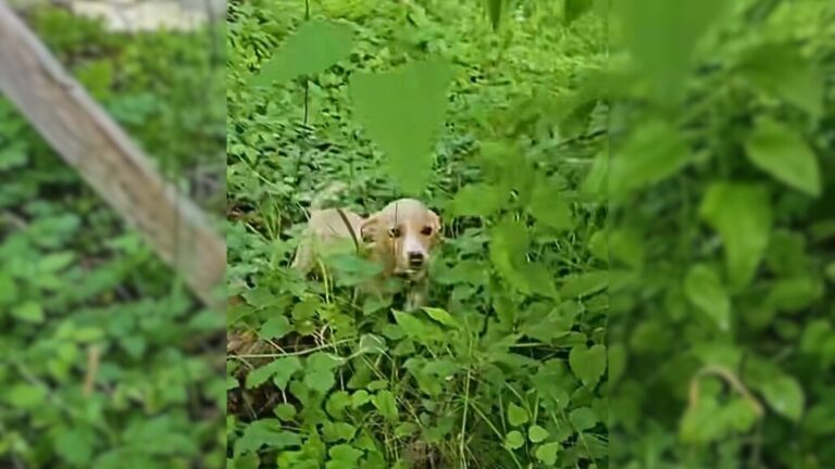 abandoned dog being happy for being rescued