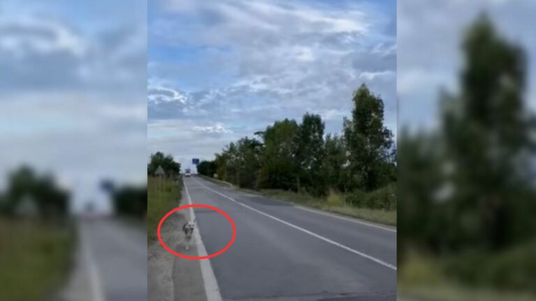dog standing near road