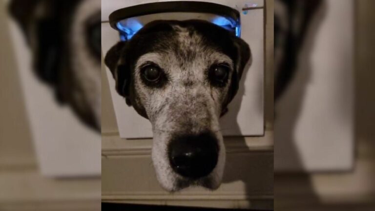 dog stuck in a door