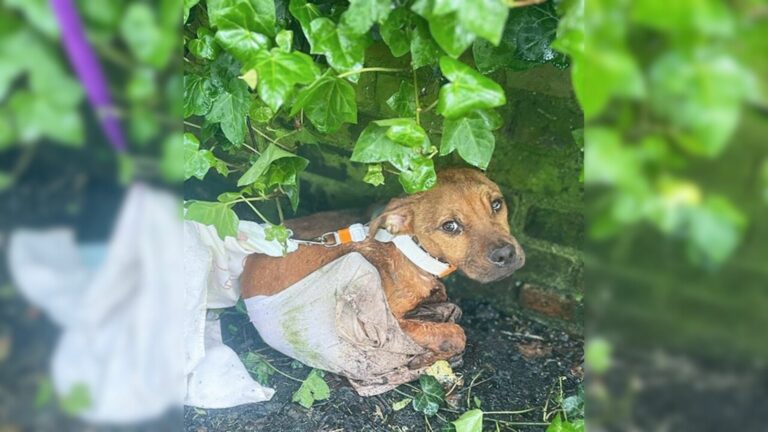 abandoned cute dog