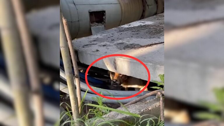 abandoned dog hiding under metal pipies