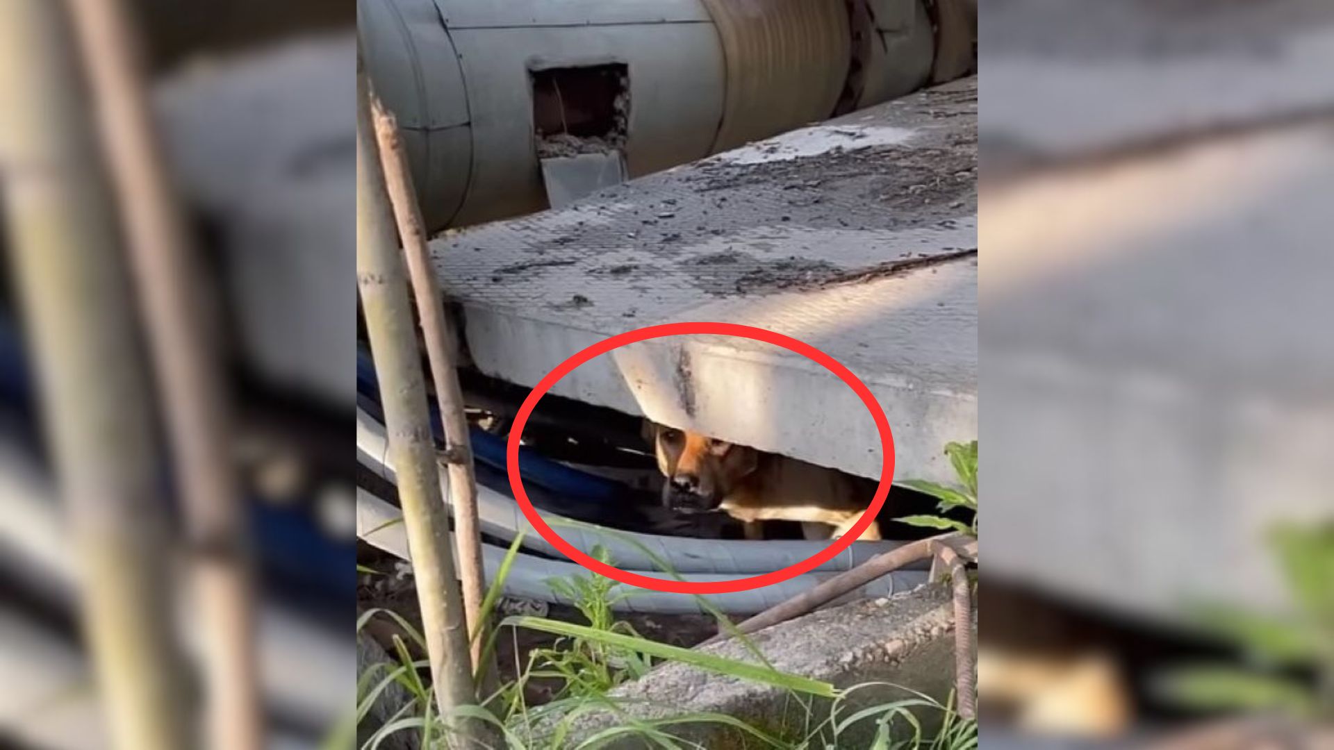 Scared Dog Abandoned By His Owners Hides Under Metal Pipes, Hoping For The Best