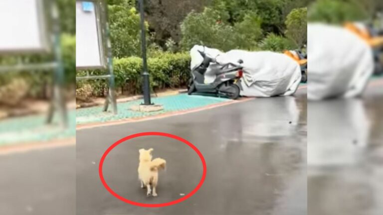 abandoned mama dog