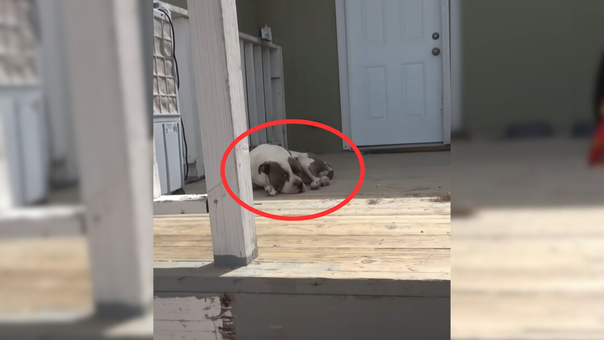 Pitbull Abandoned By California Family Finds A Random Porch And Sticks To It, Hoping For Kindness