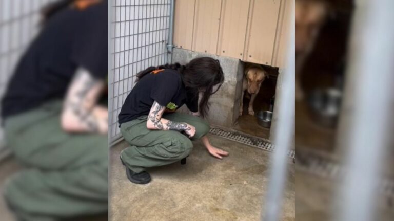 scared abused dog