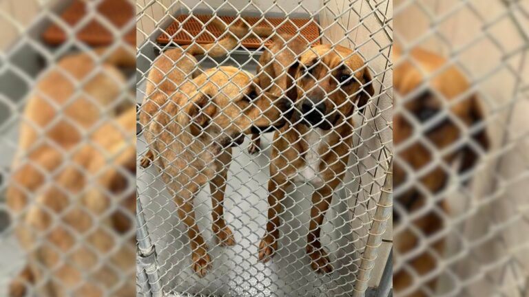 dogs in shelter