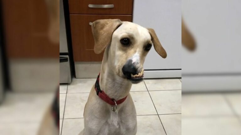wonky dog