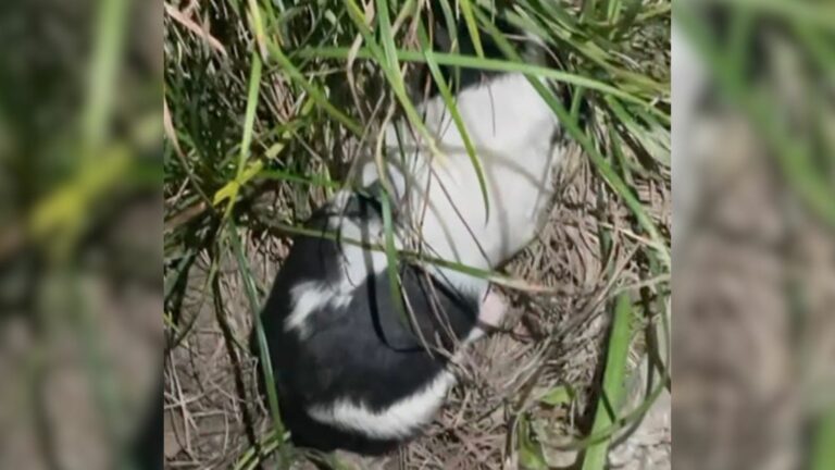 abandoned puppy in the grass