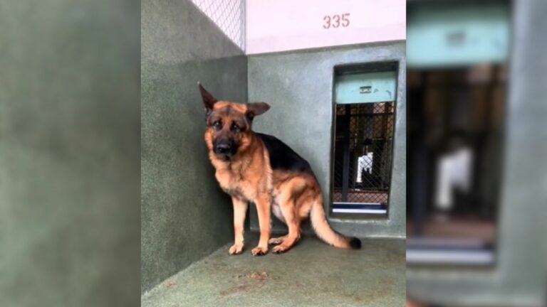 Scared German Shepherd