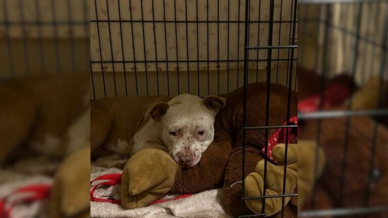 pitbull in a crate