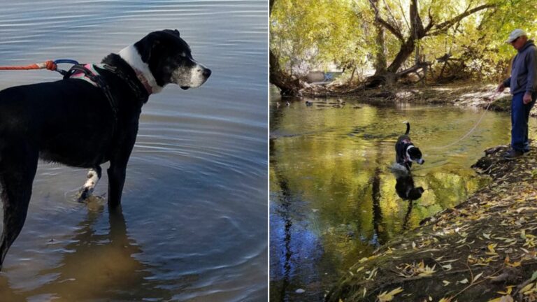 dog in the pond
