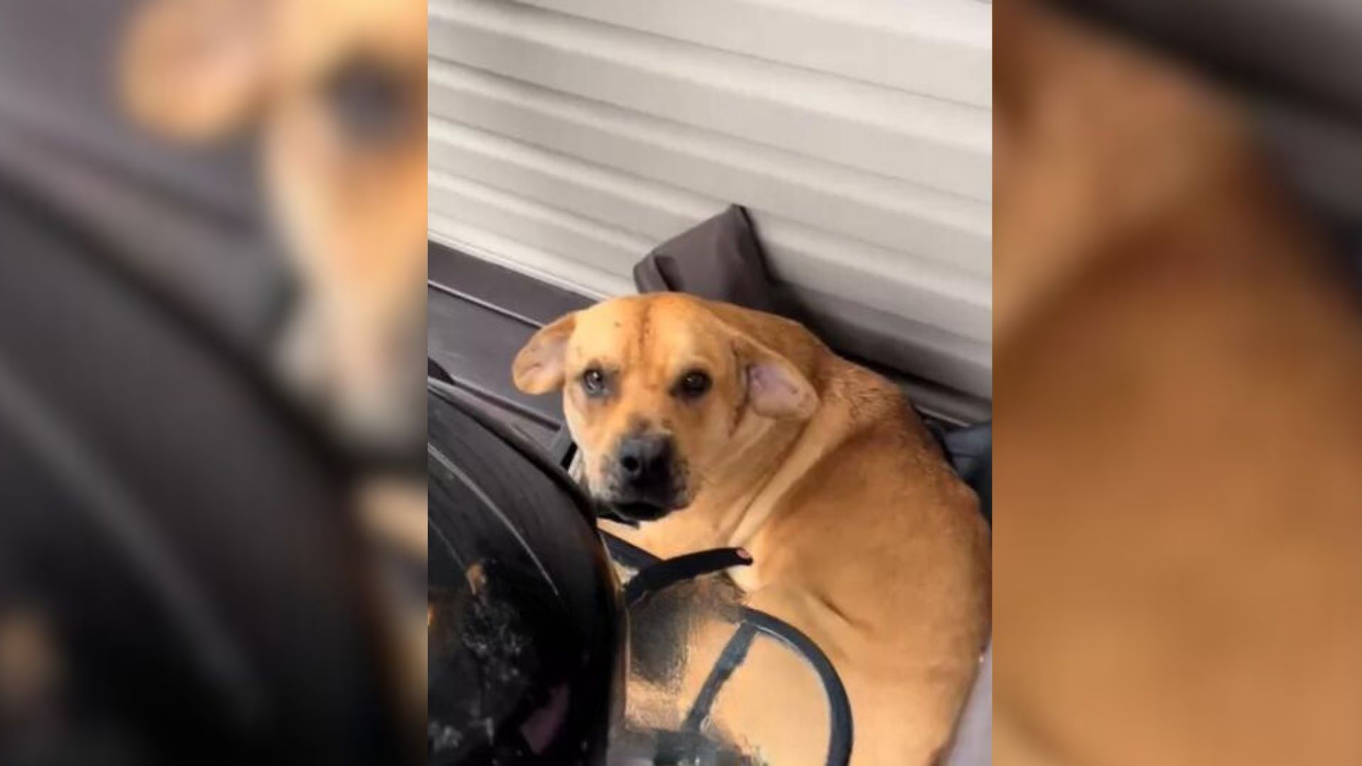 Couple Were Surprised To See A Dog Napping On Their Airbnb Property In Virginia